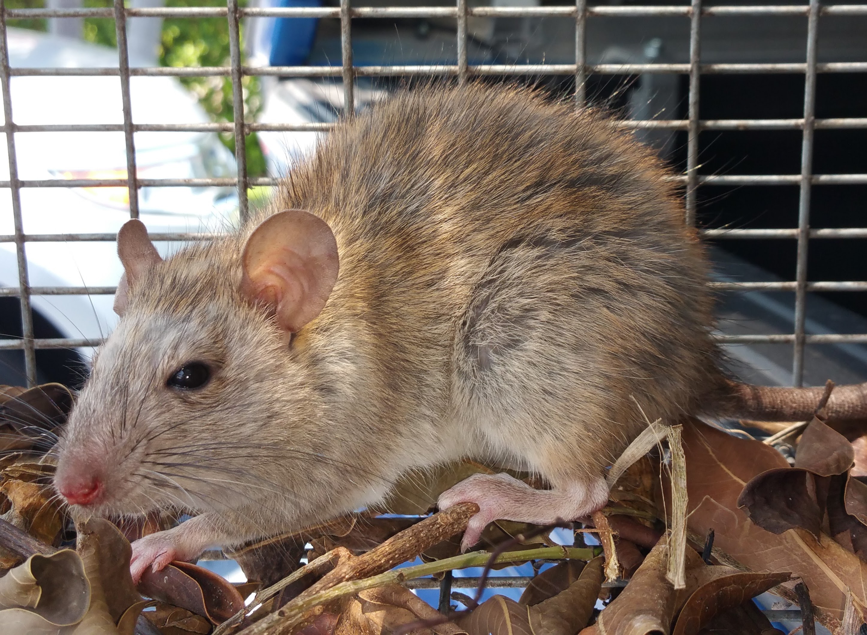 Rodent Trapping Orlando – DIY Strategies and Expert Tips