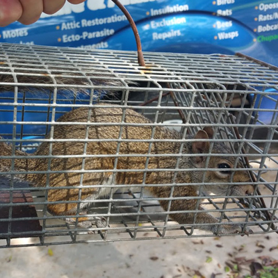 squirrel removal service