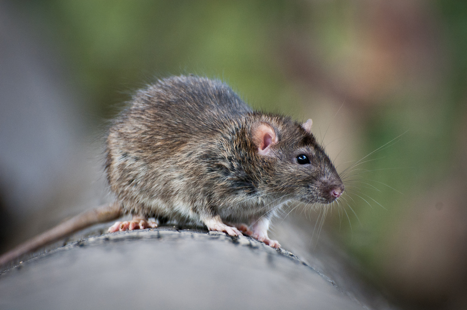 Orlando Rat Exterminators – Why do you need a Professional?