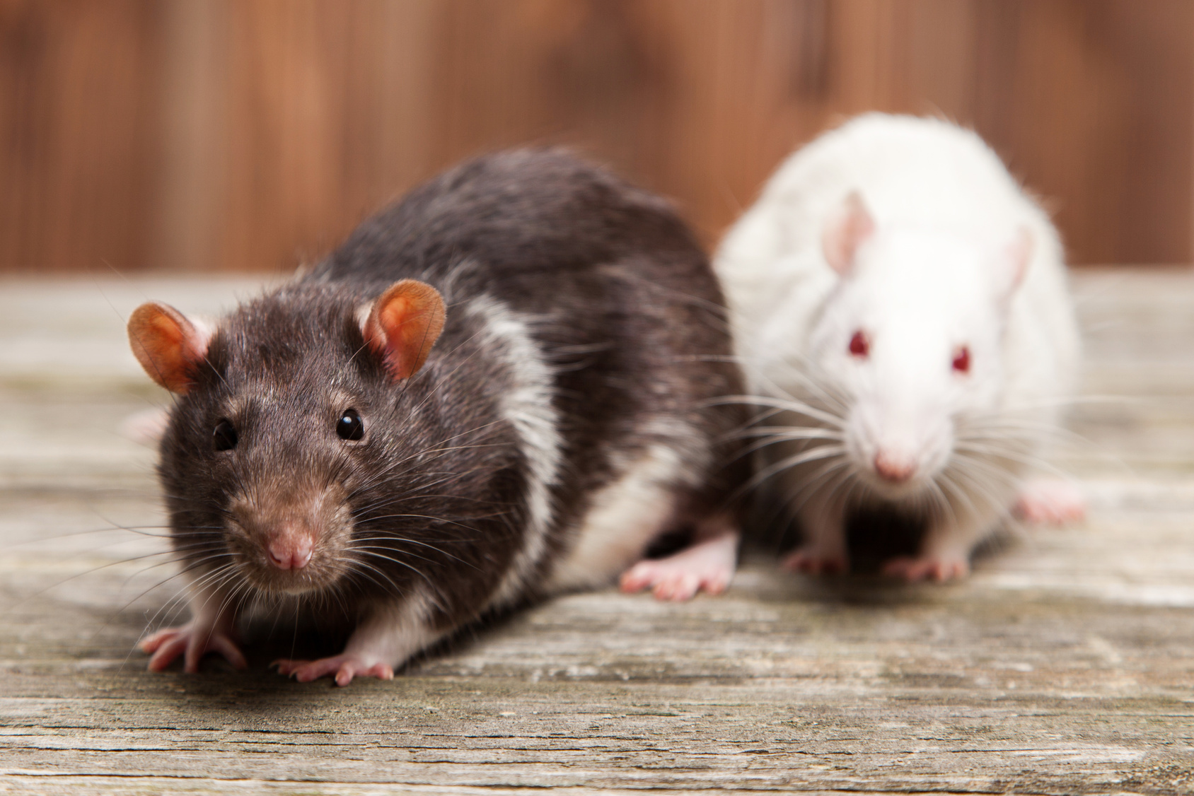 5 Rat Removal Tips You Should Know