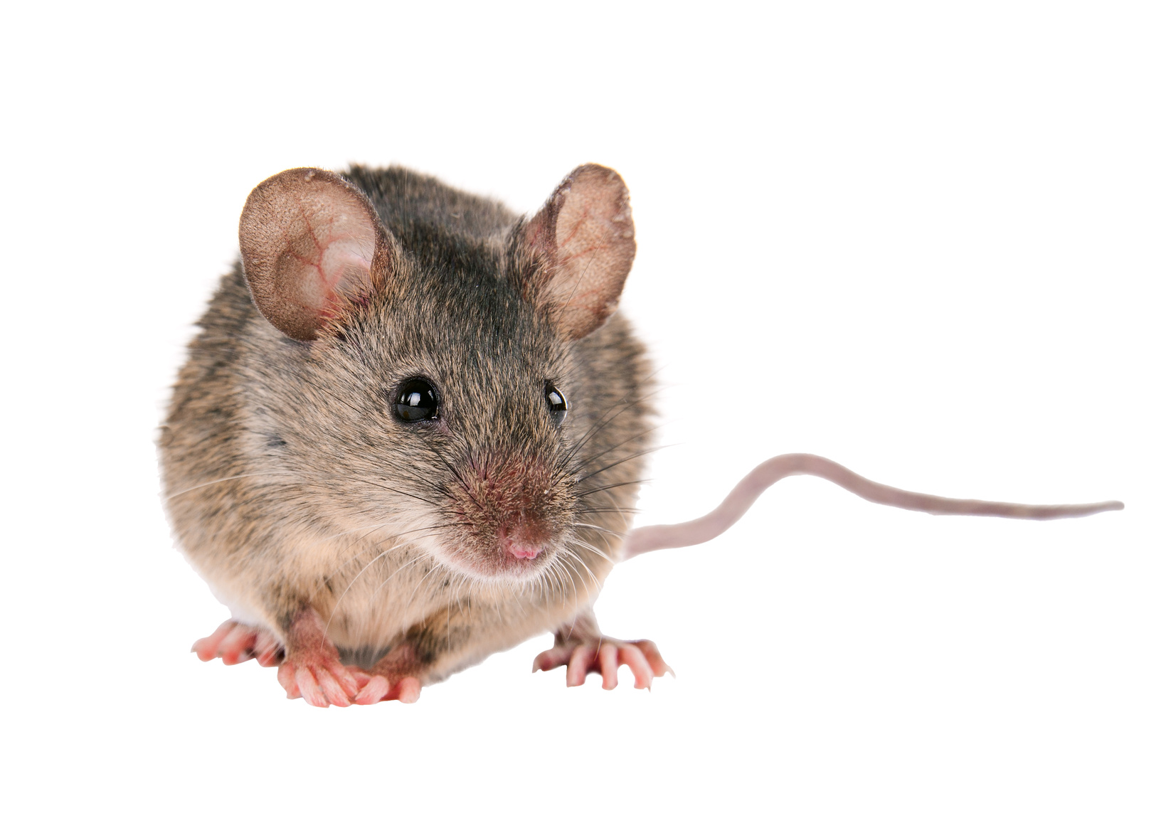 Why You Should Hire A Professional Rodent Removal Service