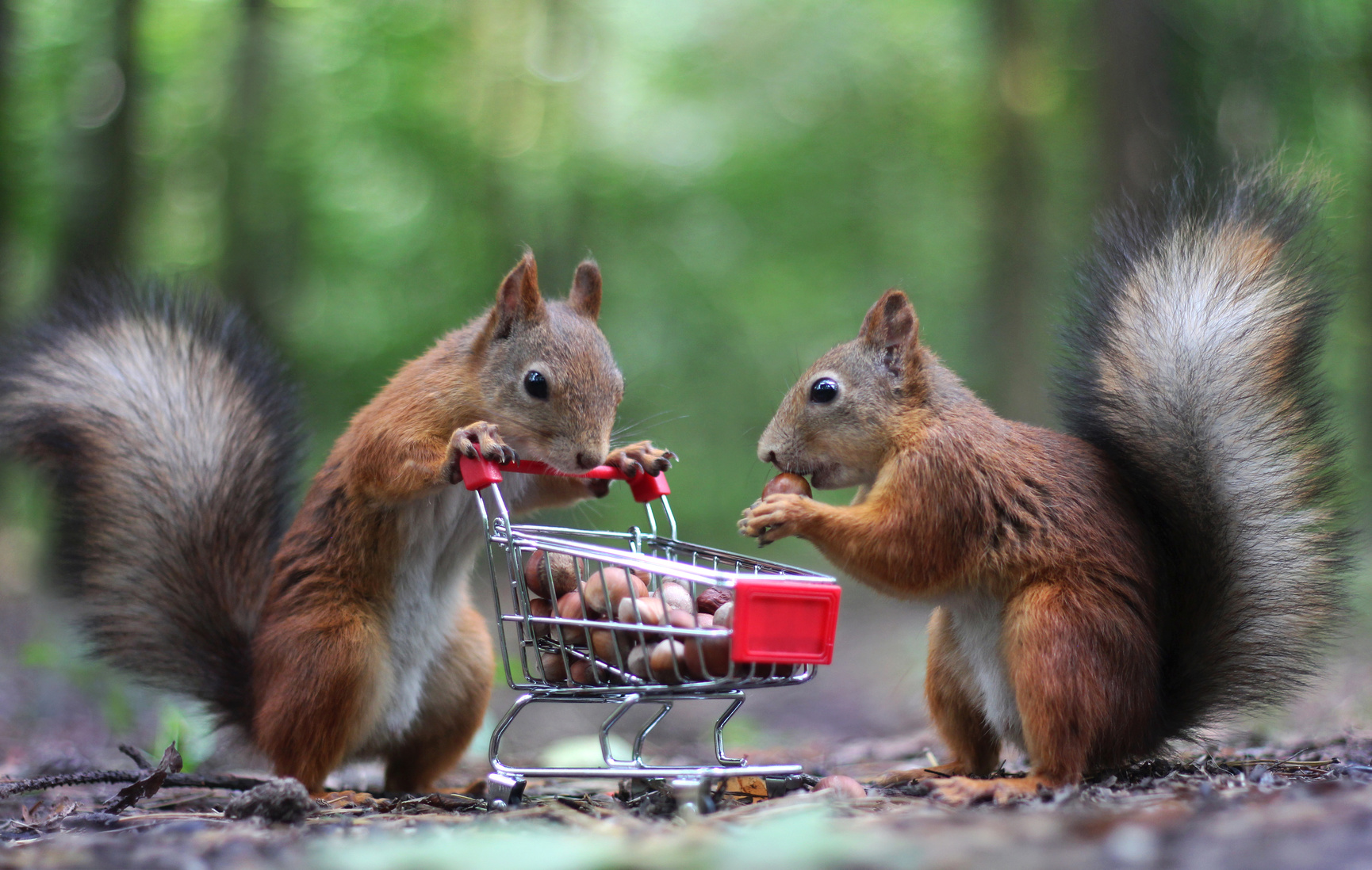 What to Expect From Squirrel Exterminators Davie FL