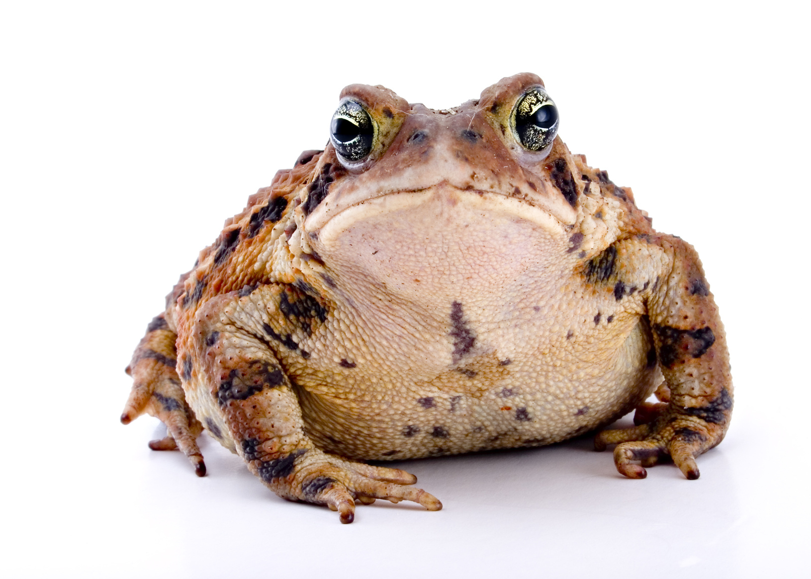 Let the Experts Handle Cane Toad Removal in Fort Myers