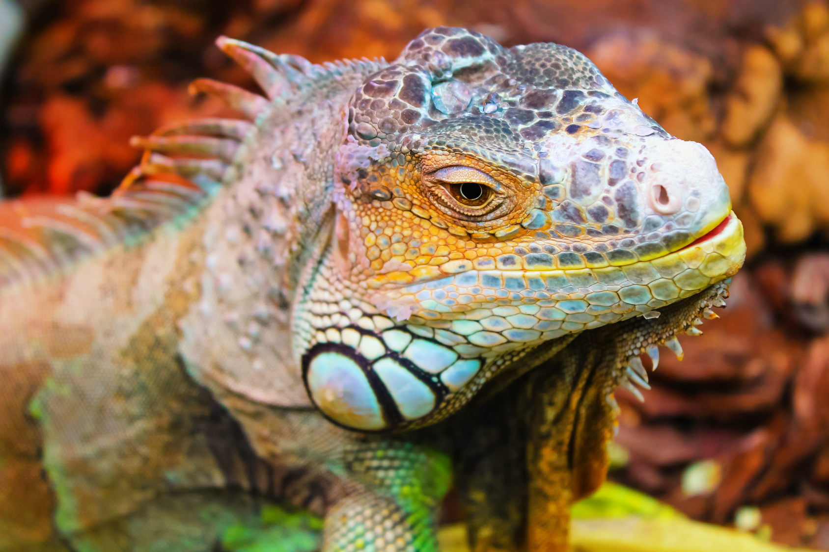 How Does Iguana Removal in Boca Raton Work?