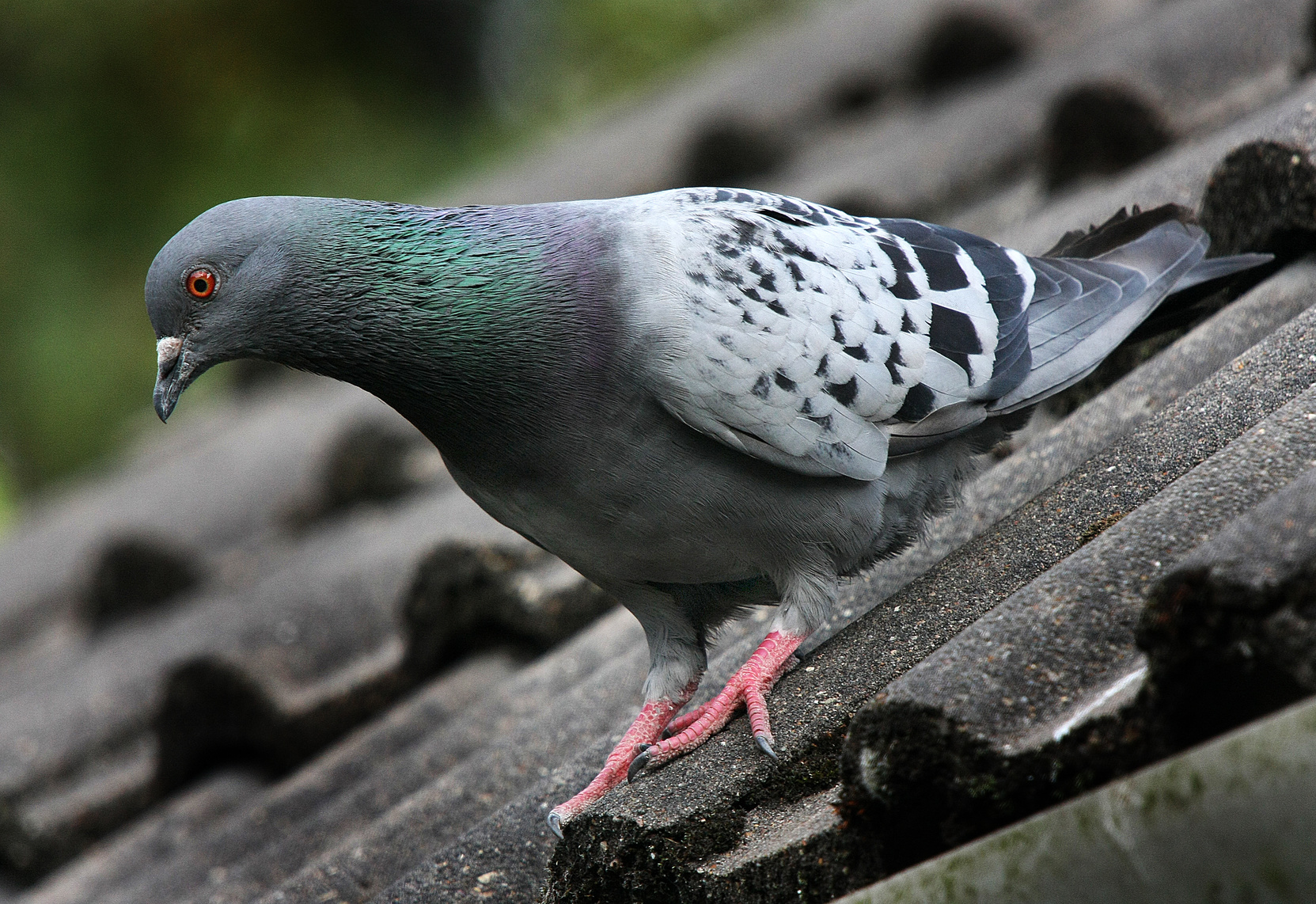 Best Pigeon Removal Services in Clearwater