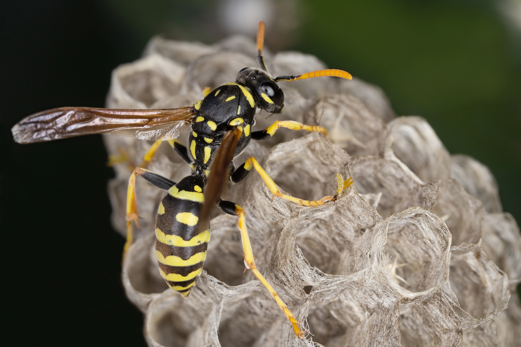 Quick and Safe Wasp Nest Removal in Hollywood