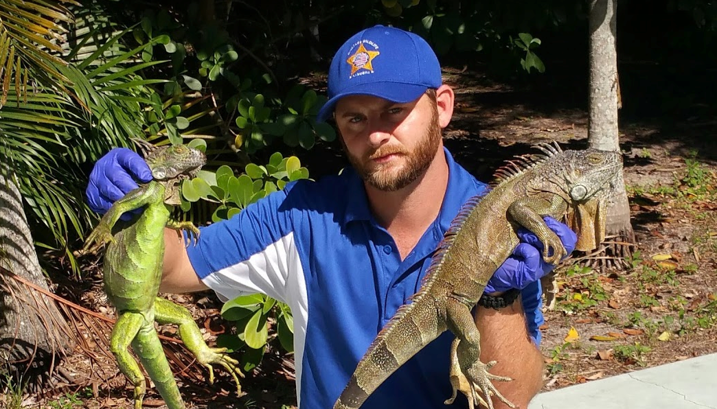iguana removal cost