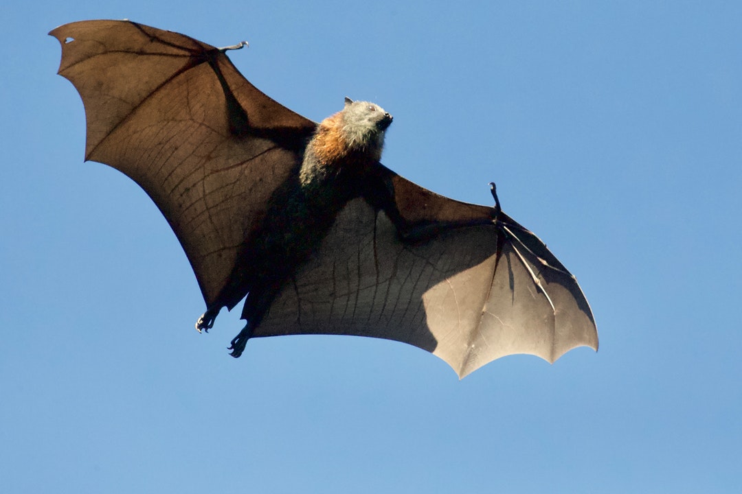 Your Bat Exclusion Guide: Why Bats Can Become Problematic