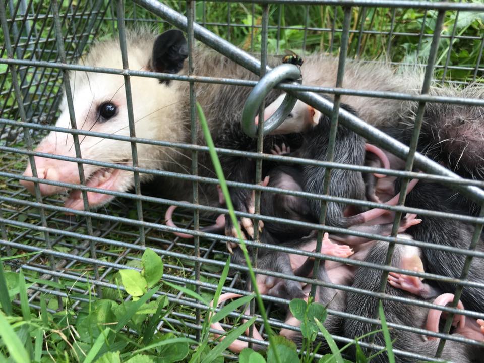 opossum control 
