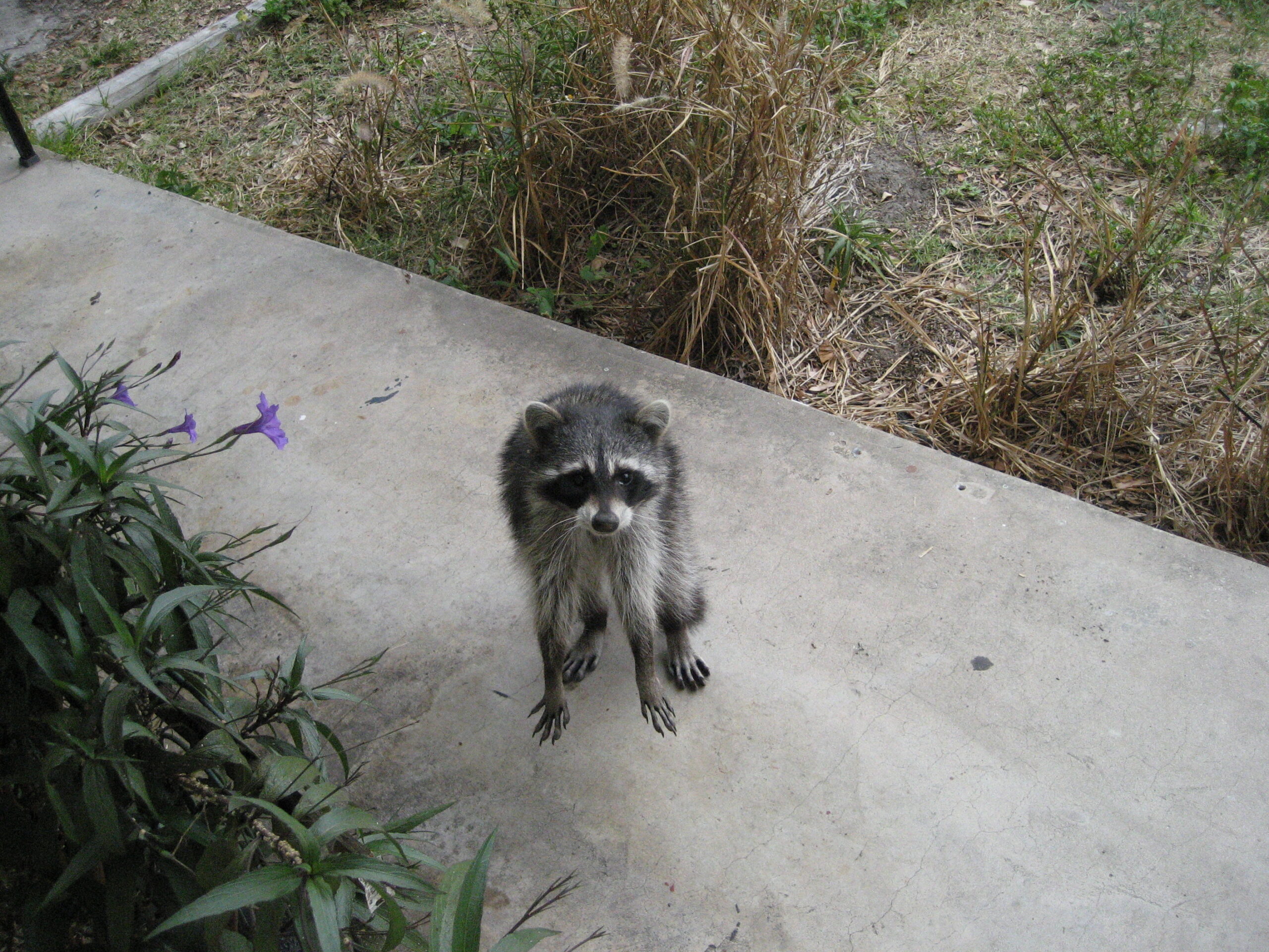 raccoon on sidewalk
