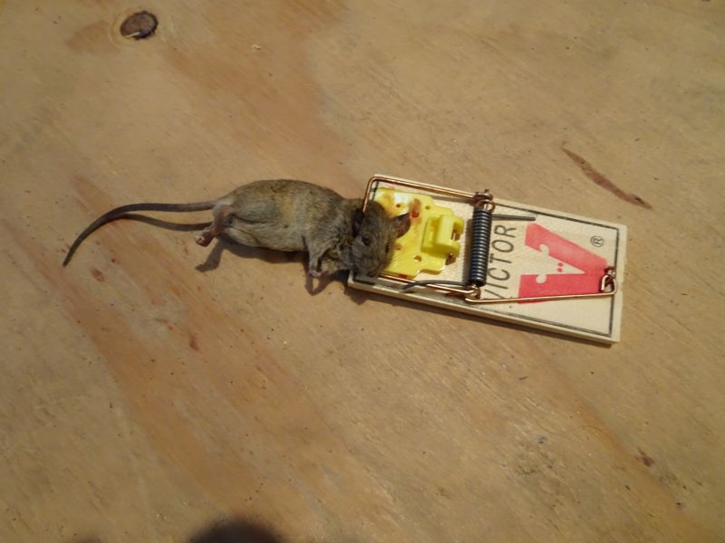 dead mouse in the trap
