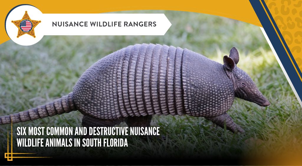 most common destructive nuisance wildlife in South Florida