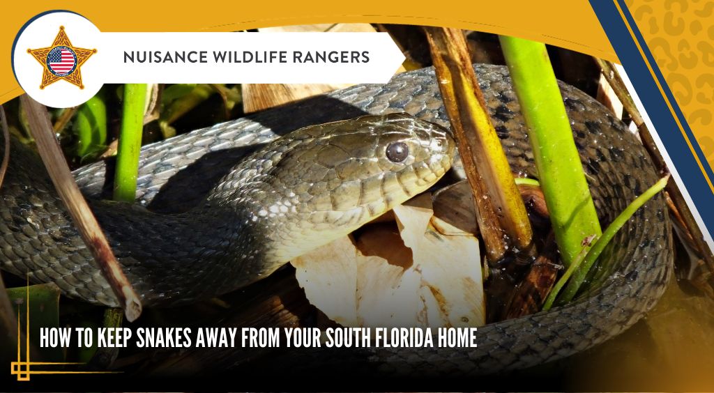 keep snakes away from Florida home