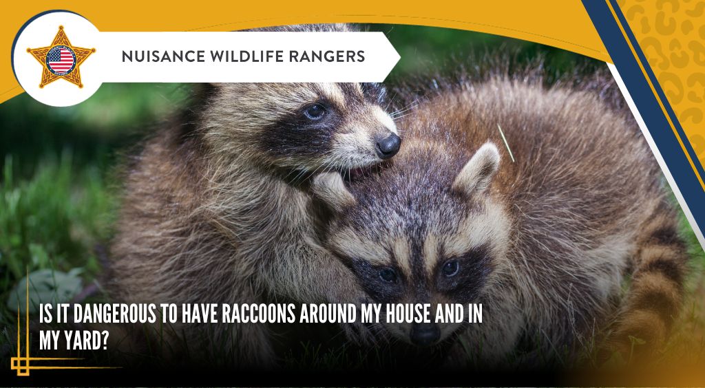 dangers of having raccoons on your property
