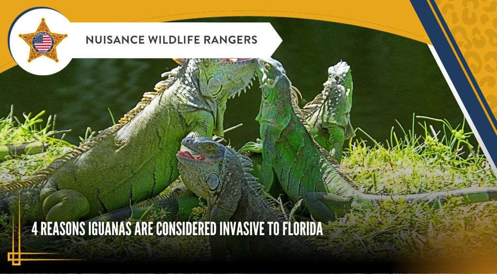 why are iguanas considered invasive