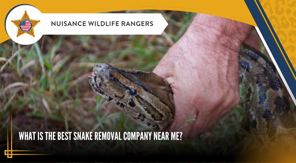 snake removal near you