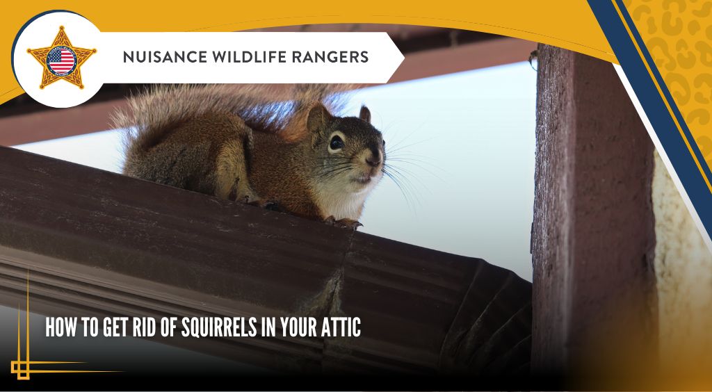 how to get rid of squirrels in your attic