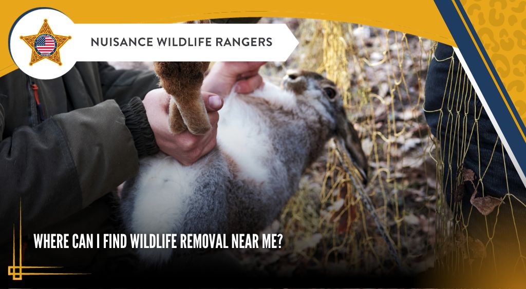 Where Can I Find Wildlife Removal Near Me?