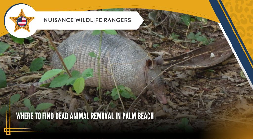 Where to Find Dead Animal Removal in Palm Beach