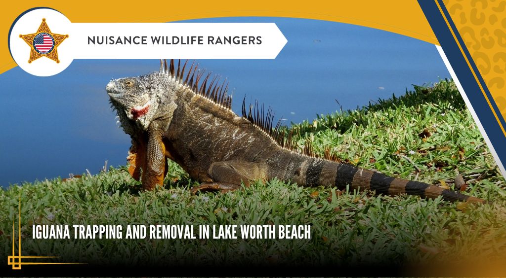 iguana removal Lake Worth Beach