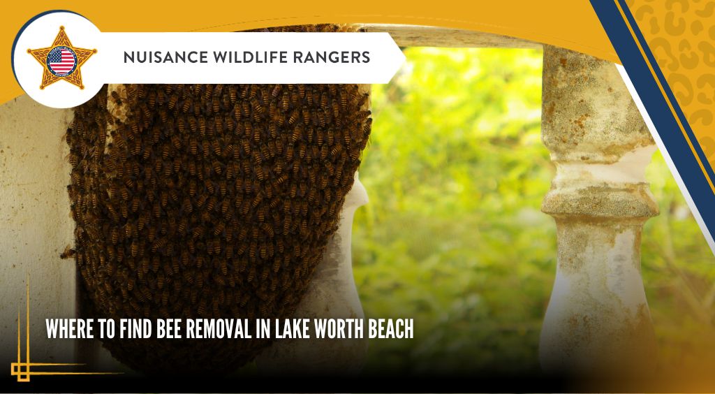 Bee removal in Lake Worth Beach