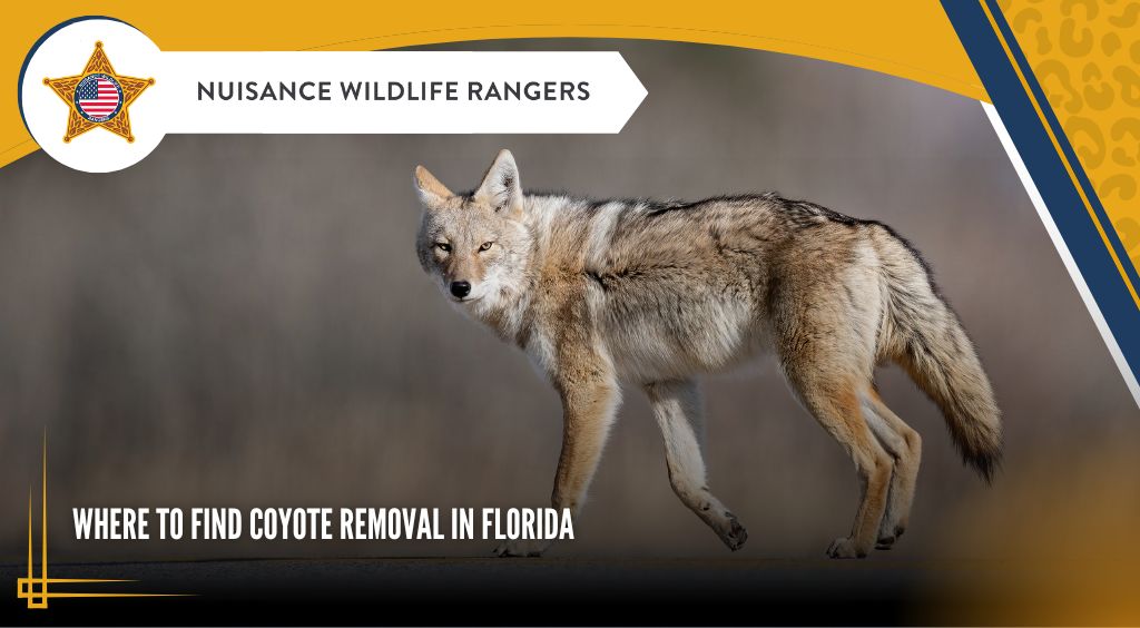 Where to Find Coyote Removal in Florida