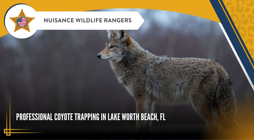 Professional Coyote Trapping in Lake Worth Beach, FL
