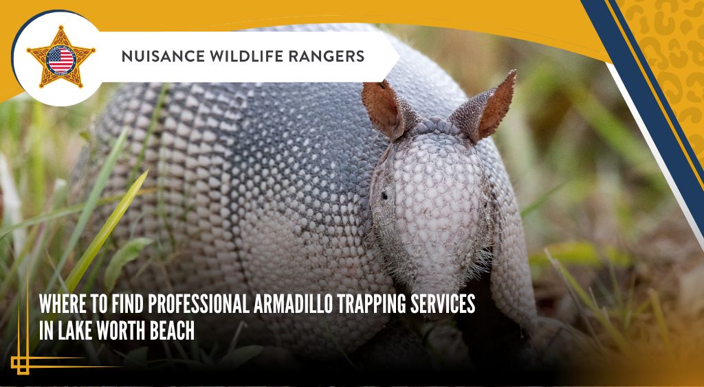 Professional Armadillo Trapping Services in Lake Worth Beach