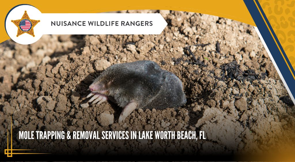 Mole Trapping & Removal Services in Lake Worth Beach, FL