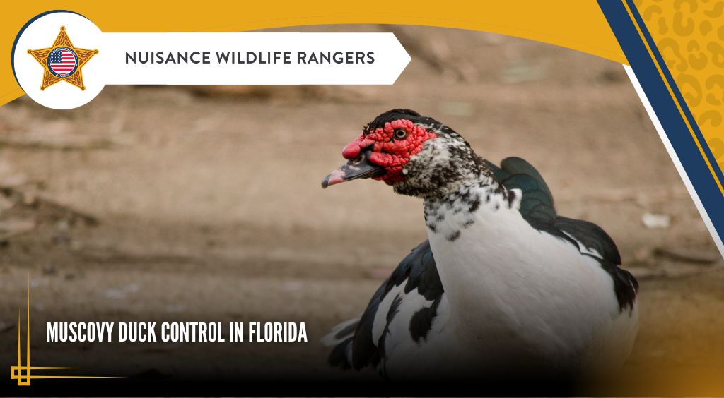 Muscovy Duck Control in Florida