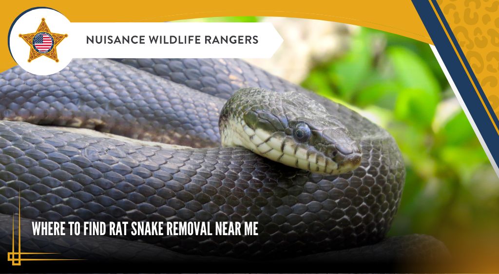 Where to Find Rat Snake Removal Near Me