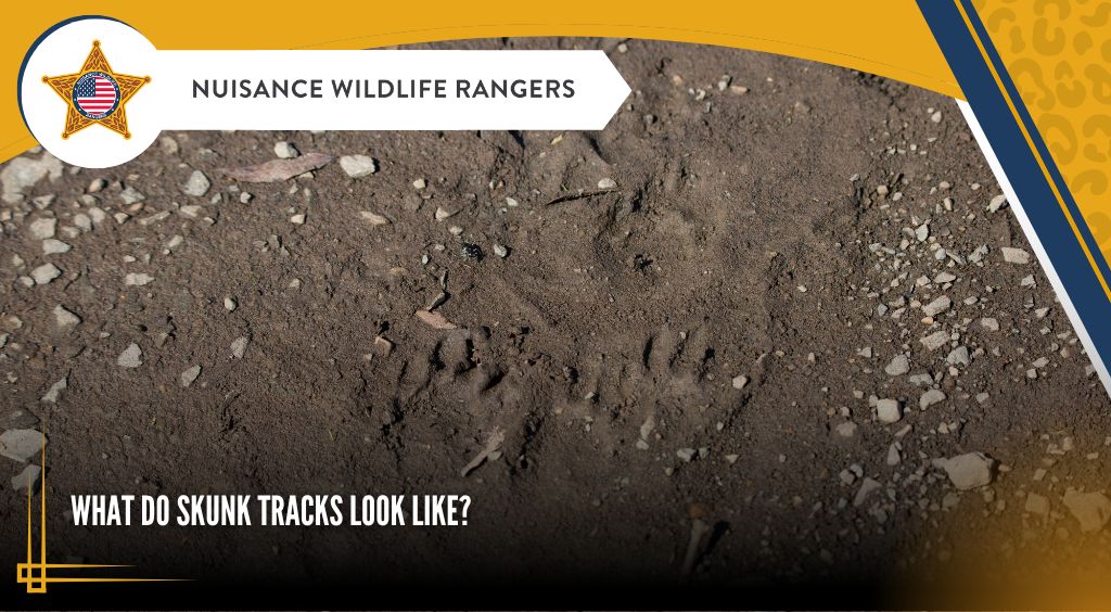 What do Skunk Tracks Look Like