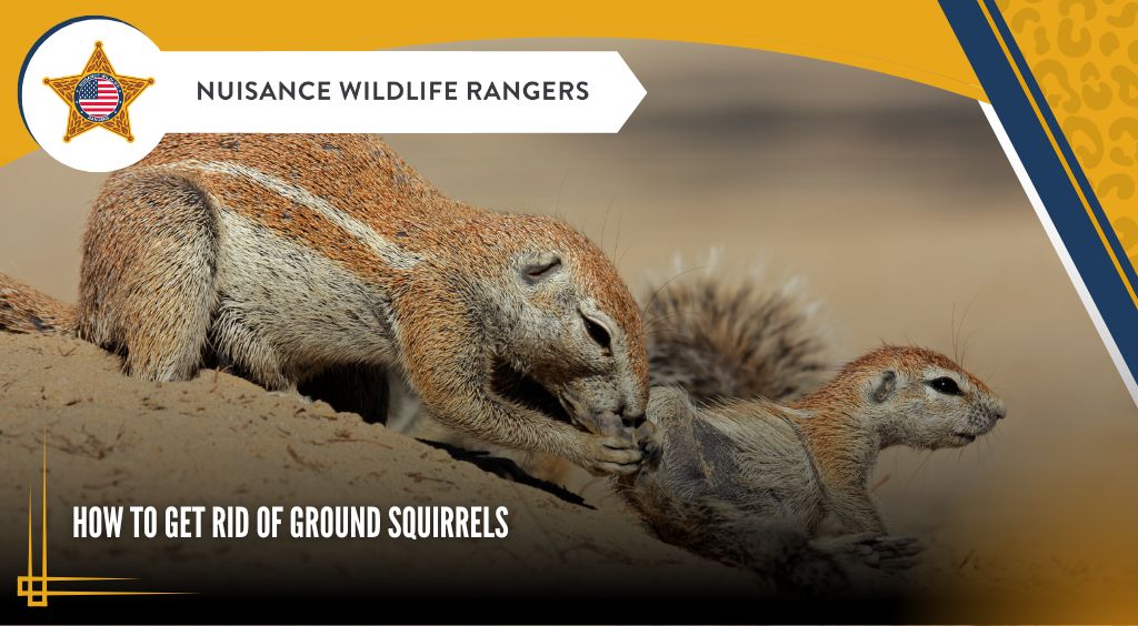 How to Get Rid of Ground Squirrels