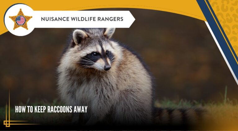 How to Keep Raccoons Away From Your Yard