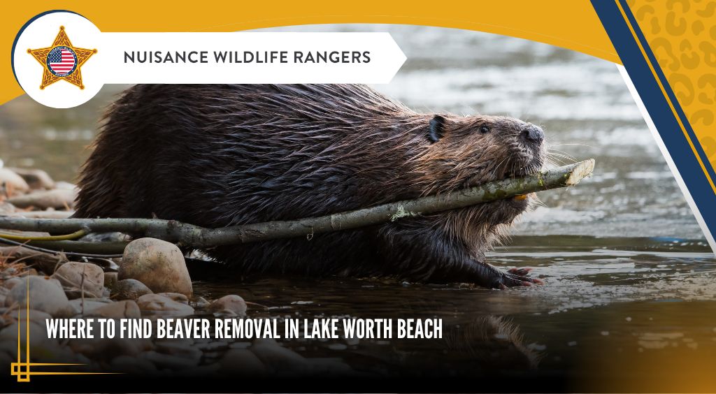 Where to Find Beaver Removal in Lake Worth Beach