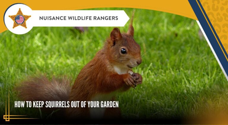 How to Keep Squirrels Out of The Garden: 9 Tips