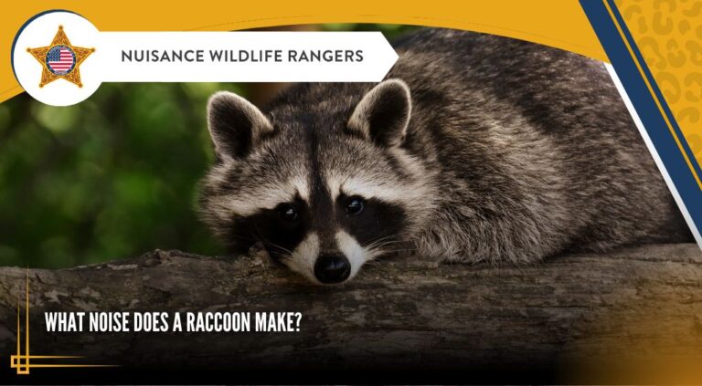 How Do Racoon What Sounds Does a Raccoon Make?