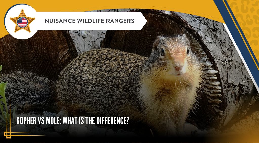 Gopher vs Mole What is the Difference
