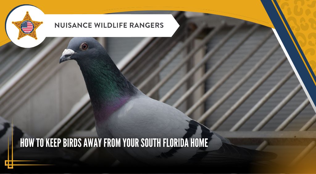 How to Keep Birds Away from Your South Florida Home