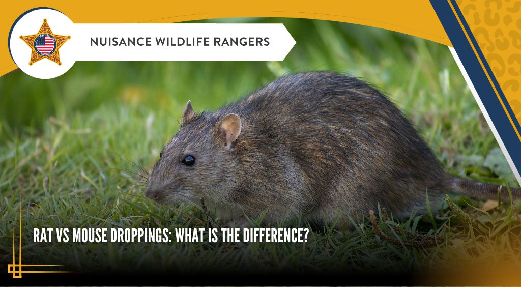 Rat vs Mouse Droppings