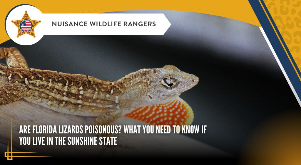 Are Florida Lizards Poisonous