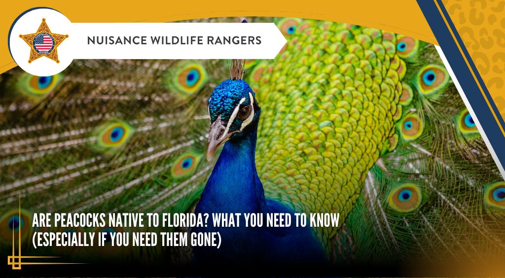 Are Peacocks Native to Florida? What You Need to Know (Especially If You Need Them Gone)