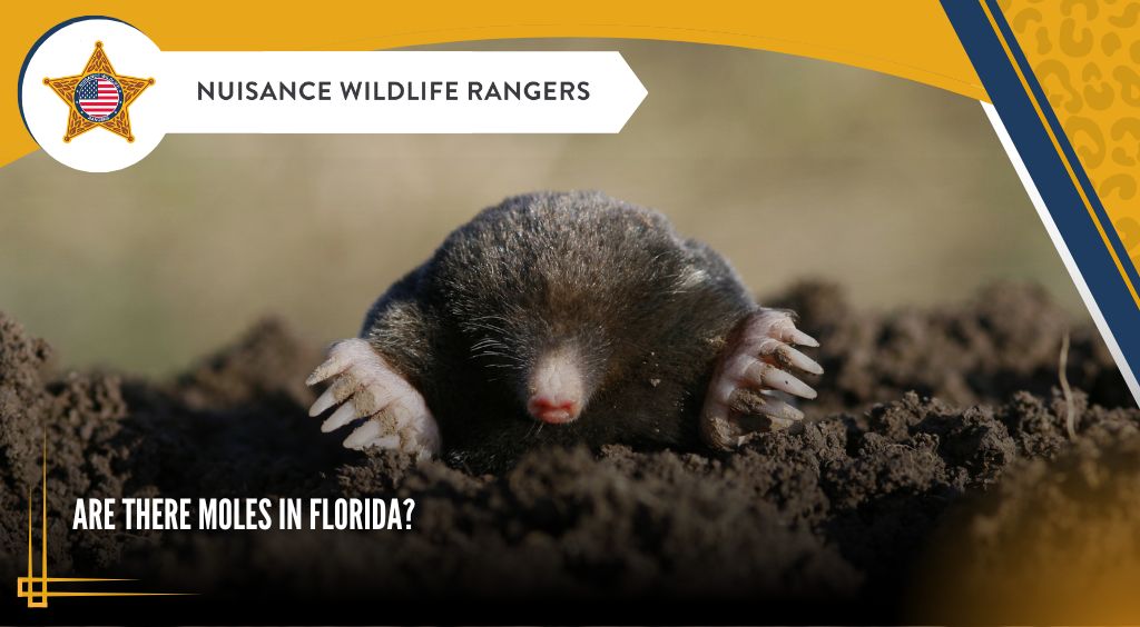 Are There Moles in Florida