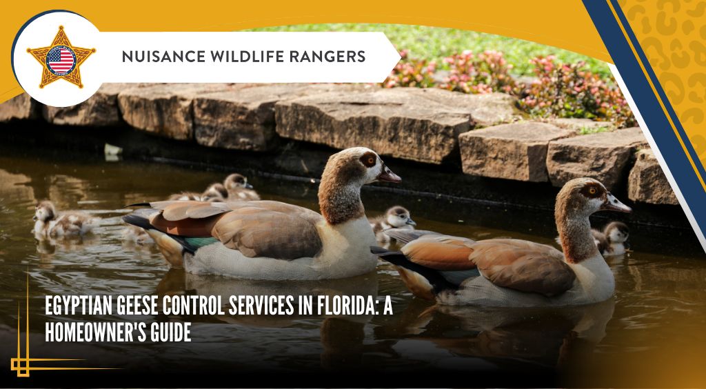 Egyptian Geese Control Services in Florida: A Homeowner’s Guide