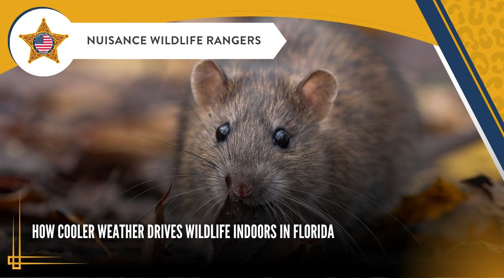How Cooler Weather Drives Wildlife Indoors in Florida