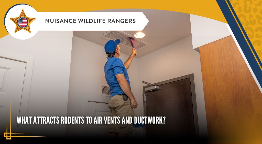 What Attracts Rodents to Air Vents and Ductwork?