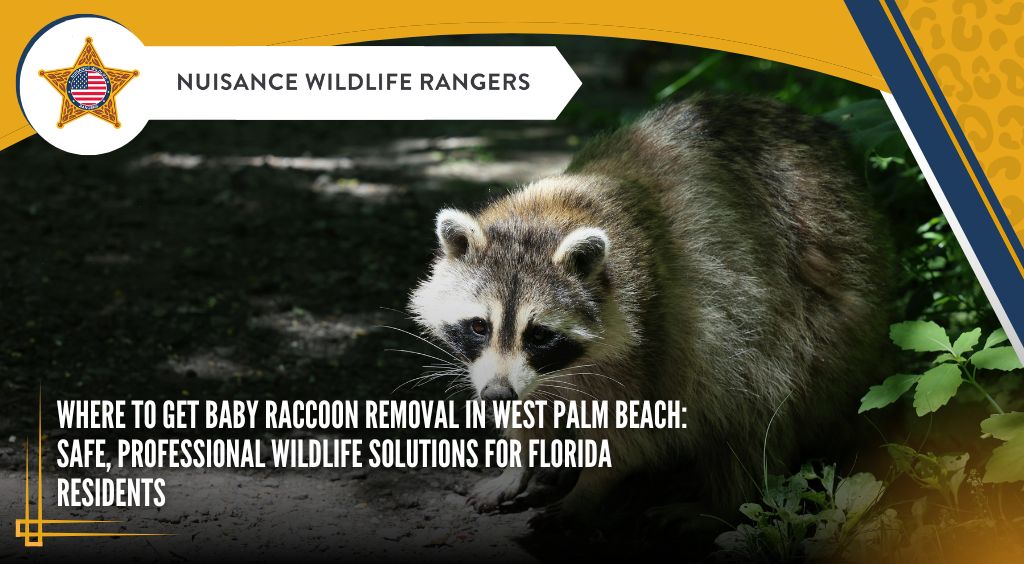 Where to Get Baby Raccoon Removal in West Palm Beach: Safe, Professional Wildlife Solutions for Florida Residents
