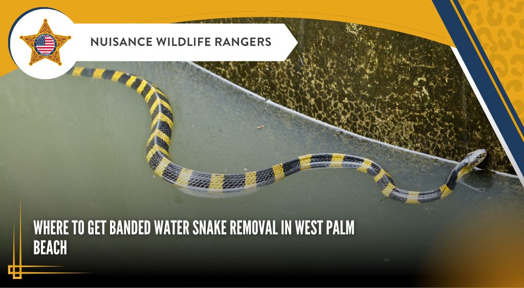 Where to Get Banded Water Snake Removal in West Palm Beach