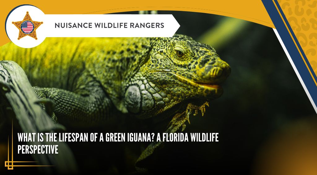 What is the Lifespan of a Green Iguana? A Florida Wildlife Perspective