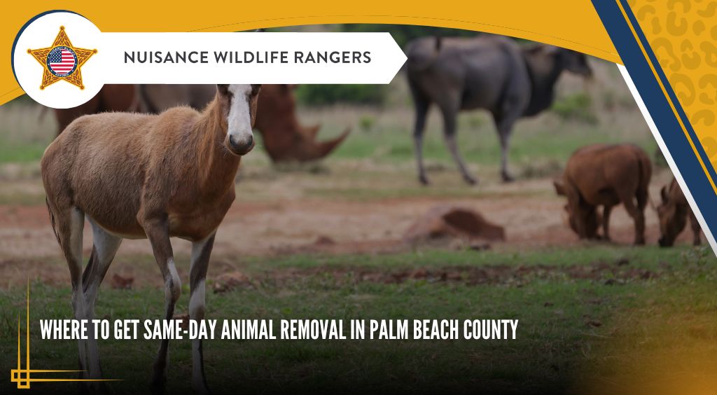 same-day animal removal